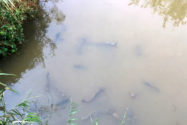 Ikan lele hidup di perairan bermasalah — Stok Foto