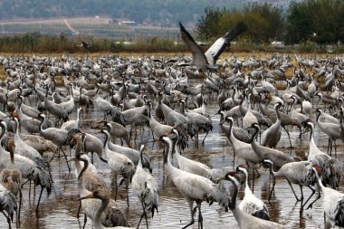 Göçmen kuşların bir ulusal kuş kutsal Hula Kuzey İsrail'de yer alan 
