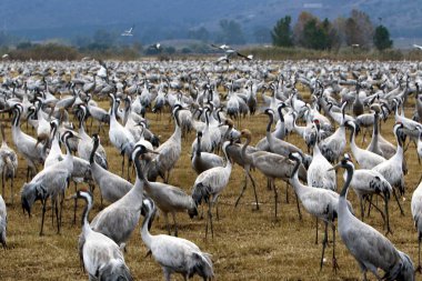 Göçmen kuşların bir ulusal kuş kutsal Hula Kuzey İsrail'de yer alan 