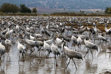 Göçmen kuşların bir ulusal kuş kutsal Hula Kuzey İsrail'de yer alan 