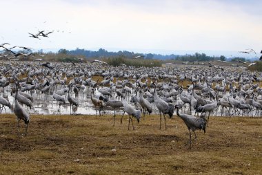 Göçmen kuşların bir ulusal kuş kutsal Hula Kuzey İsrail'de yer alan 