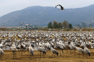 Göçmen kuşların bir ulusal kuş kutsal Hula Kuzey İsrail'de yer alan 