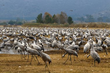 Göçmen kuşların bir ulusal kuş kutsal Hula Kuzey İsrail'de yer alan 