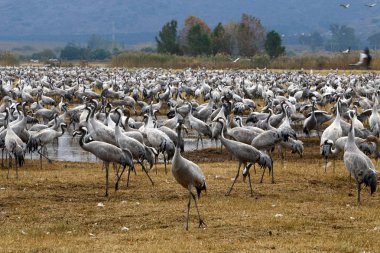 Göçmen kuşların bir ulusal kuş kutsal Hula Kuzey İsrail'de yer alan 