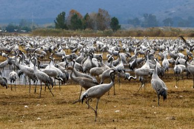 Göçmen kuşların bir ulusal kuş kutsal Hula Kuzey İsrail'de yer alan 