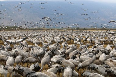 Göçmen kuşların bir ulusal kuş kutsal Hula Kuzey İsrail'de yer alan 