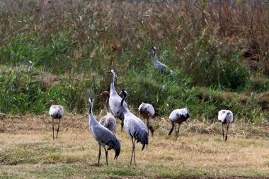 Göçmen kuşların bir ulusal kuş kutsal Hula Kuzey İsrail'de yer alan 