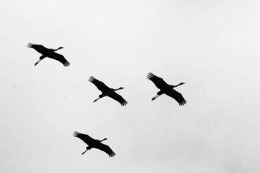 Göçmen kuşların bir ulusal kuş kutsal Hula Kuzey İsrail'de yer alan 