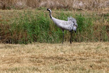 Göçmen kuşların bir ulusal kuş kutsal Hula Kuzey İsrail'de yer alan 