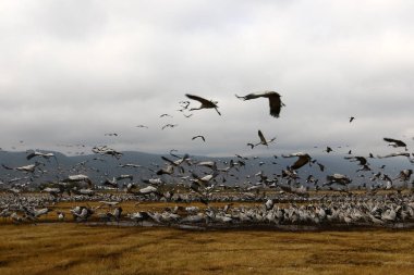 Göçmen kuşların bir ulusal kuş kutsal Hula Kuzey İsrail'de yer alan 