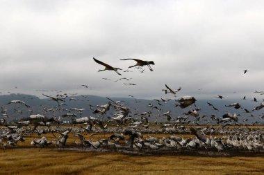 Göçmen kuşların bir ulusal kuş kutsal Hula Kuzey İsrail'de yer alan 