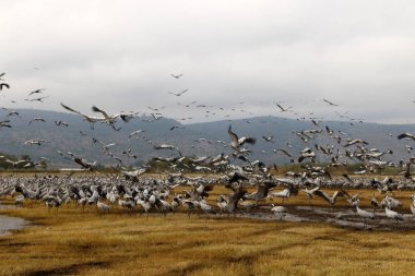 Göçmen kuşların bir ulusal kuş kutsal Hula Kuzey İsrail'de yer alan 