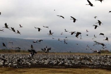 Göçmen kuşların bir ulusal kuş kutsal Hula Kuzey İsrail'de yer alan 