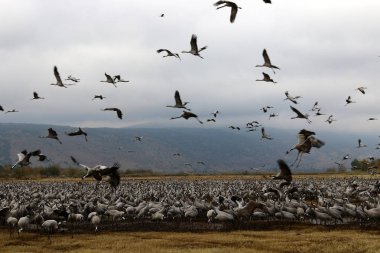 Göçmen kuşların bir ulusal kuş kutsal Hula Kuzey İsrail'de yer alan 