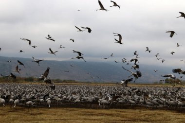 Göçmen kuşların bir ulusal kuş kutsal Hula Kuzey İsrail'de yer alan 
