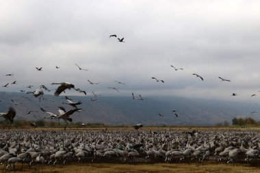 Göçmen kuşların bir ulusal kuş kutsal Hula Kuzey İsrail'de yer alan 