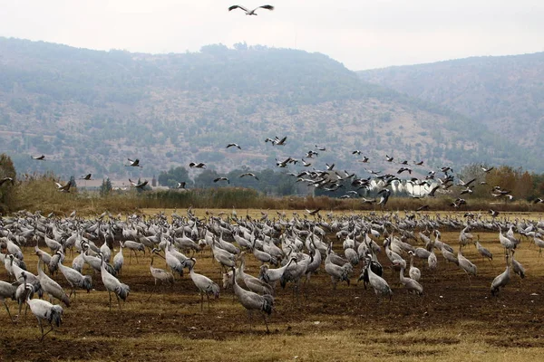 Aves migratórias em um santuário nacional de aves Hula está localizado no norte de Israel — Fotografia de Stock