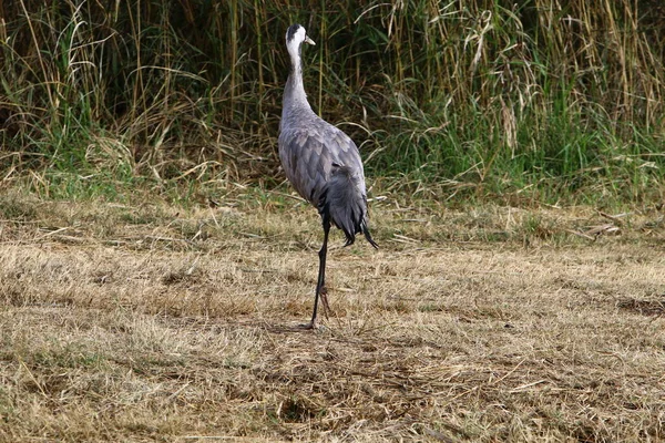 フラがイスラエル北部にある国バードサンクチュアリの渡り鳥 — ストック写真