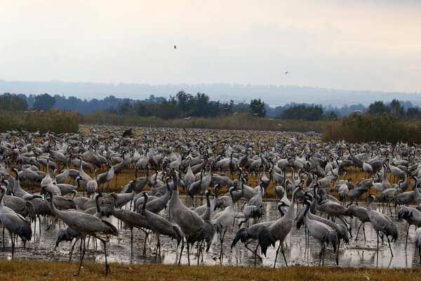 migratory birds in a national bird sanctuary Hula is located in northern Israel 