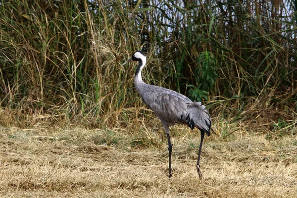 Aves migratórias em um santuário nacional de aves Hula está localizado no norte de Israel — Fotografia de Stock