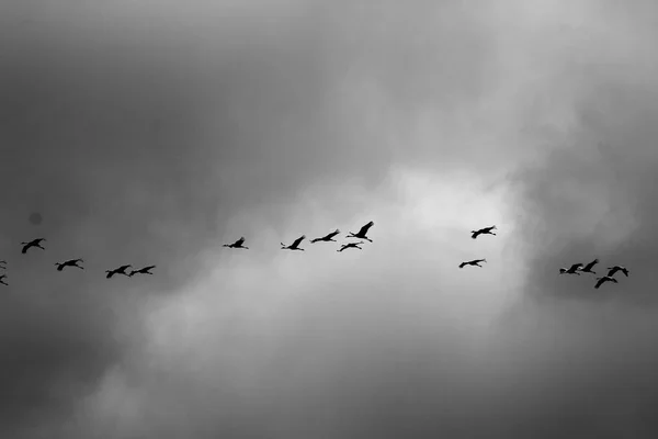 Aves migratorias en un santuario nacional de aves Hula se encuentra en el norte de Israel —  Fotos de Stock