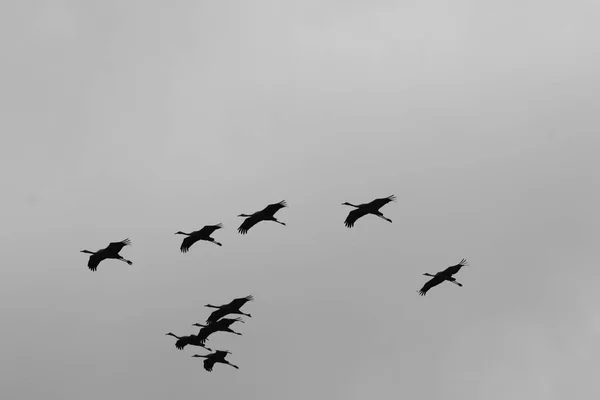 Oiseaux migrateurs dans un sanctuaire national d'oiseaux Hula est situé dans le nord d'Israël — Photo