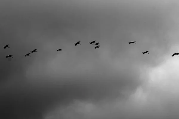 Aves migratórias em um santuário nacional de aves Hula está localizado no norte de Israel — Fotografia de Stock