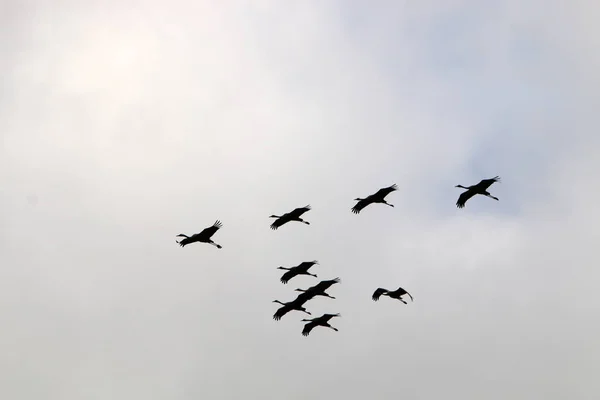 Мігруючі птахи в Національний пташиний заповідник Хула розташований в північному Ізраїлі — стокове фото