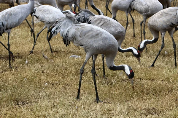 フラがイスラエル北部にある国バードサンクチュアリの渡り鳥 — ストック写真