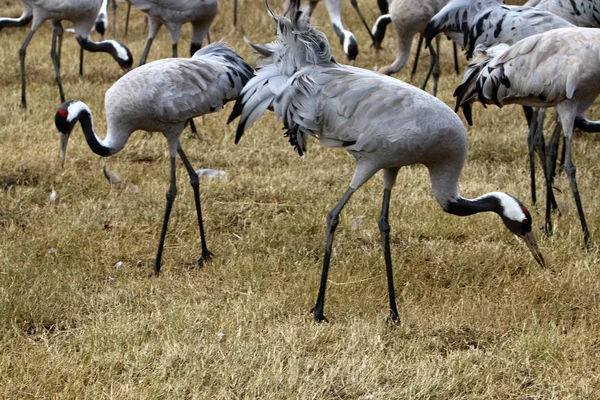 フラがイスラエル北部にある国バードサンクチュアリの渡り鳥 — ストック写真