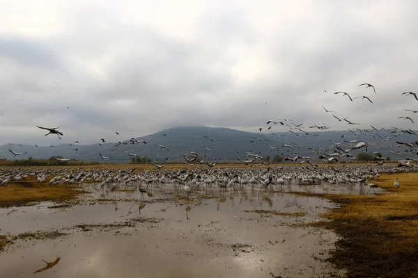 Aves migratorias en un santuario nacional de aves Hula se encuentra en el norte de Israel — Foto de Stock