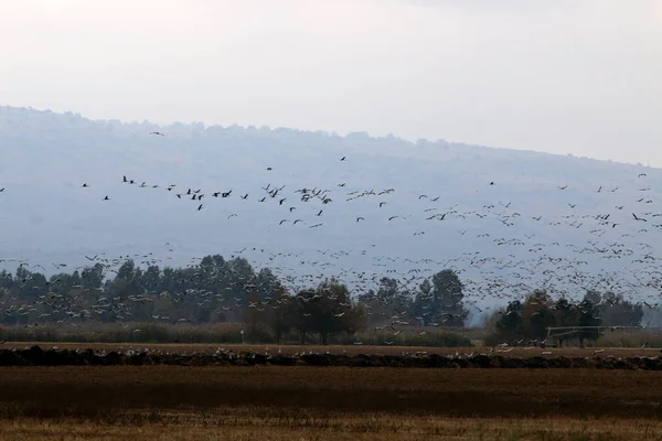 A nemzeti madár szentély Hula Izrael északi részén található vándorló madarak — Stock Fotó