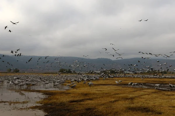 Oiseaux migrateurs dans un sanctuaire national d'oiseaux Hula est situé dans le nord d'Israël — Photo