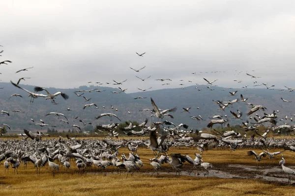 Oiseaux migrateurs dans un sanctuaire national d'oiseaux Hula est situé dans le nord d'Israël — Photo