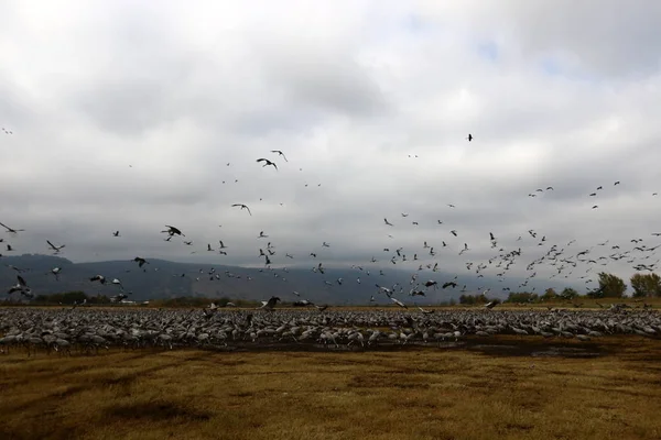 Oiseaux migrateurs dans un sanctuaire national d'oiseaux Hula est situé dans le nord d'Israël — Photo