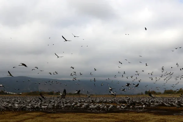 Aves migratórias em um santuário nacional de aves Hula está localizado no norte de Israel — Fotografia de Stock