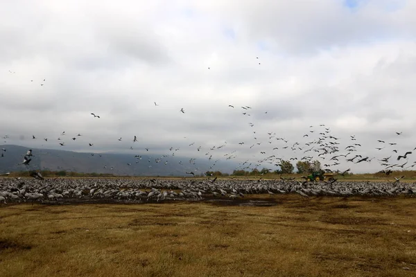 Aves migratórias em um santuário nacional de aves Hula está localizado no norte de Israel — Fotografia de Stock