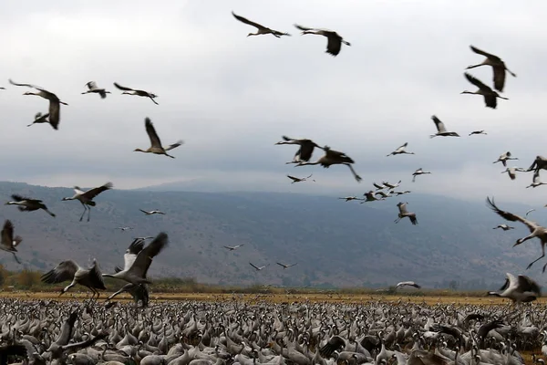 Aves migratórias em um santuário nacional de aves Hula está localizado no norte de Israel — Fotografia de Stock