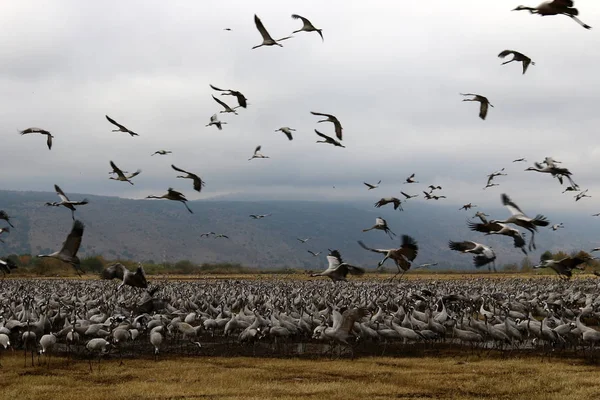 Aves migratórias em um santuário nacional de aves Hula está localizado no norte de Israel — Fotografia de Stock