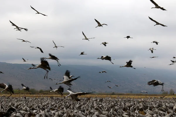 Aves migratórias em um santuário nacional de aves Hula está localizado no norte de Israel — Fotografia de Stock