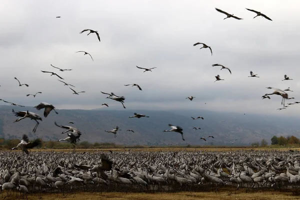 एक राष्ट्रीय पक्षी अभयारण्य हुला में प्रवासी पक्षी उत्तरी इज़राइल में स्थित है — स्टॉक फ़ोटो, इमेज