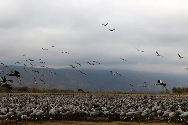 Мігруючі птахи в Національний пташиний заповідник Хула розташований в північному Ізраїлі — стокове фото