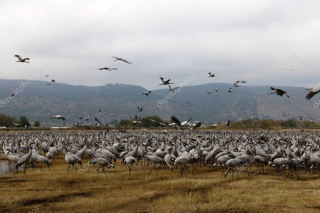 migratory birds in a national bird sanctuary Hula is located in northern Israel 
