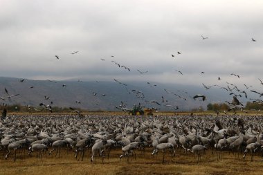 Göçmen kuşların bir ulusal kuş kutsal Hula Kuzey İsrail'de yer alan 