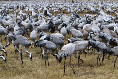 Göçmen kuşların bir ulusal kuş kutsal Hula Kuzey İsrail'de yer alan 