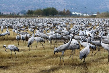 Göçmen kuşların bir ulusal kuş kutsal Hula Kuzey İsrail'de yer alan 