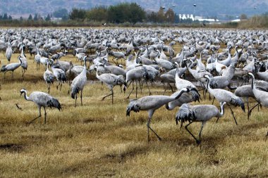 Göçmen kuşların bir ulusal kuş kutsal Hula Kuzey İsrail'de yer alan 