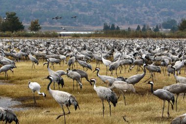 Göçmen kuşların bir ulusal kuş kutsal Hula Kuzey İsrail'de yer alan 