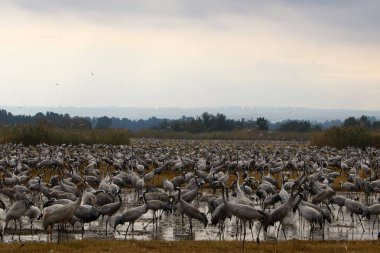Göçmen kuşların bir ulusal kuş kutsal Hula Kuzey İsrail'de yer alan 