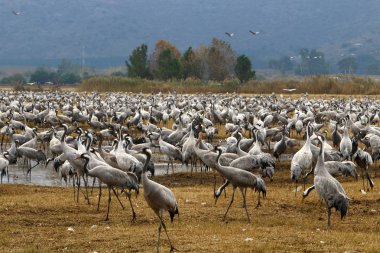Göçmen kuşların bir ulusal kuş kutsal Hula Kuzey İsrail'de yer alan 